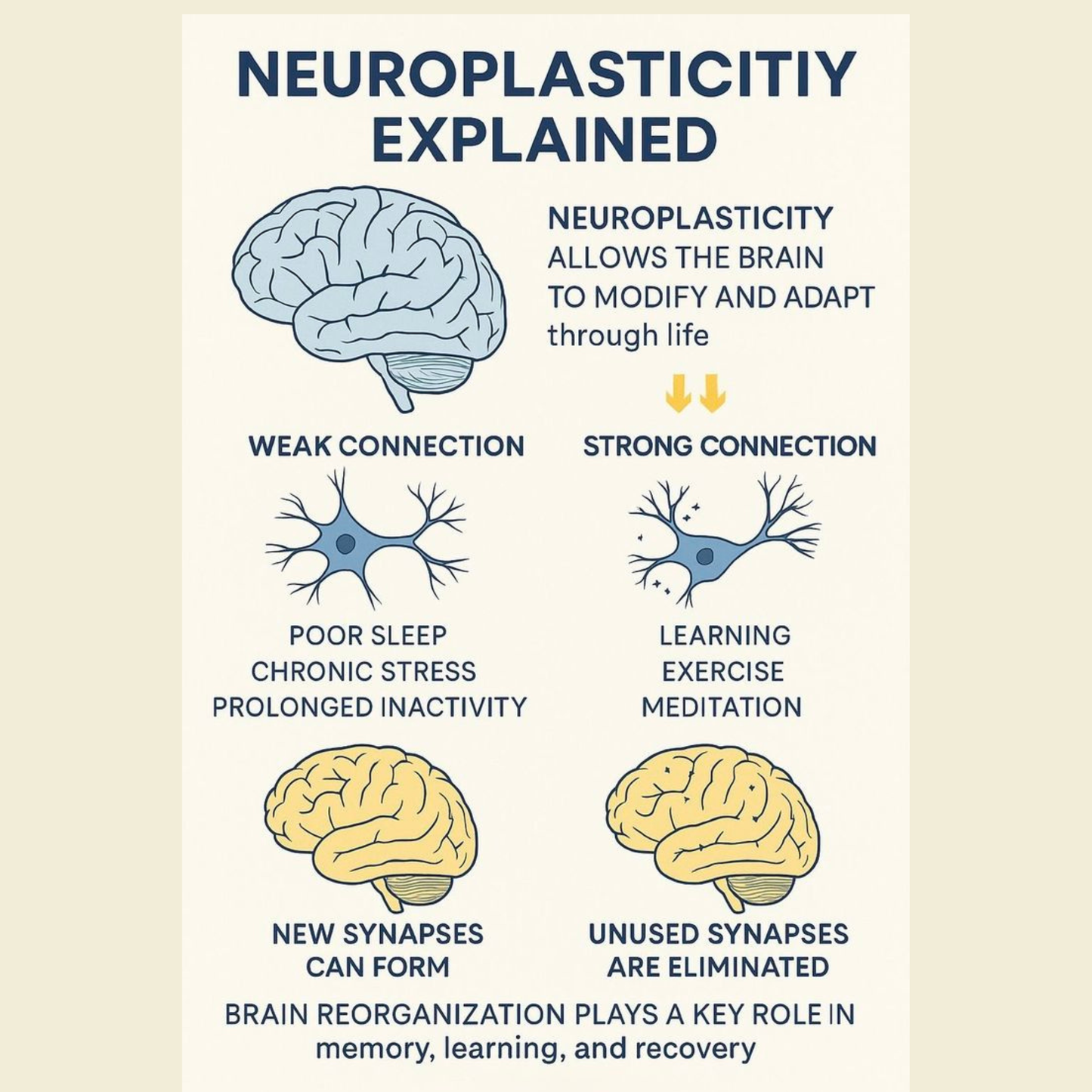 Brain Renewal Power Bundle