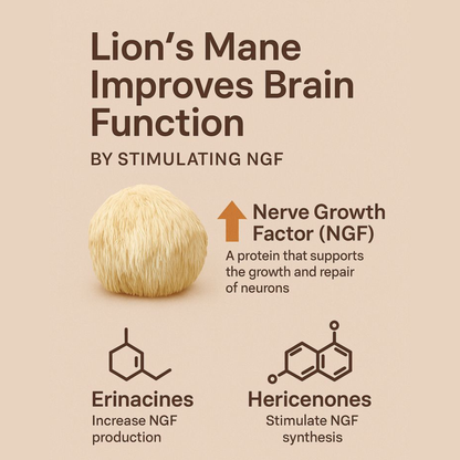 Brain Renewal Power Bundle