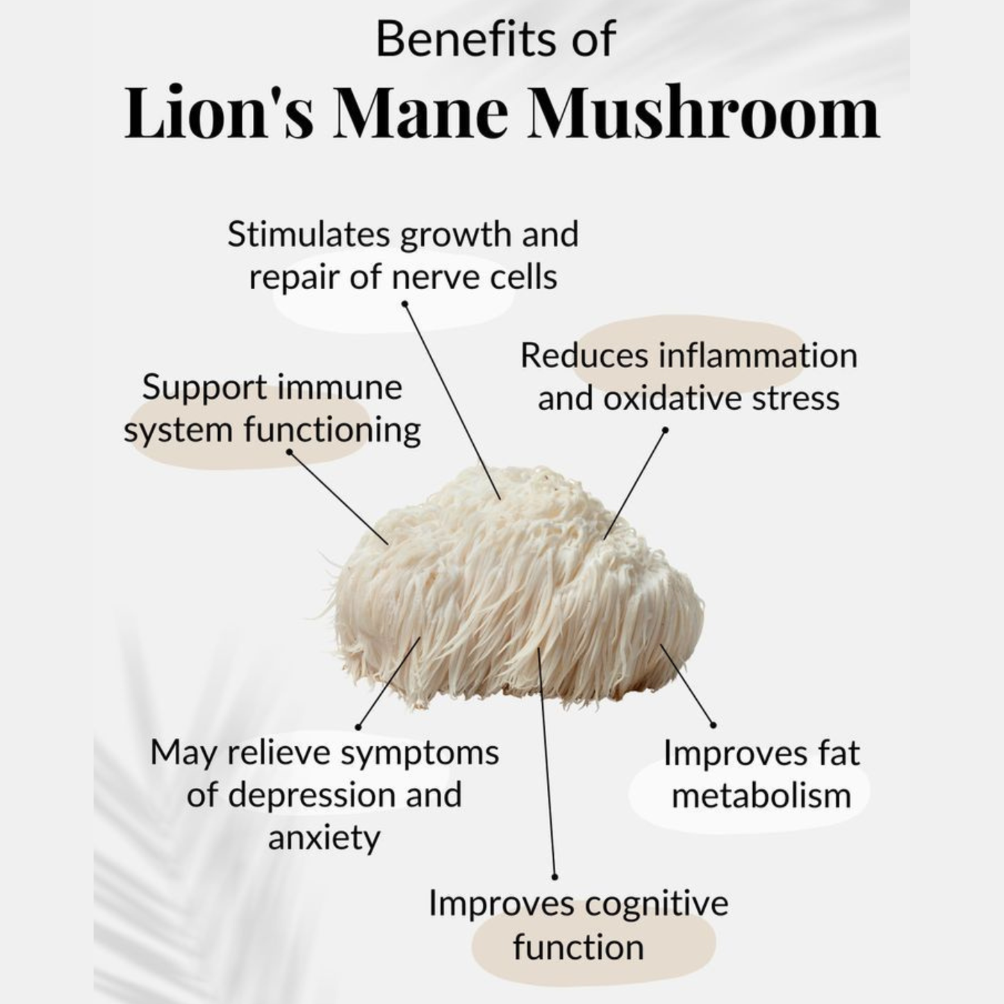 Brain Renewal Power Bundle